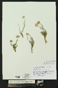 Erigeron consimilis image