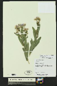 Symphyotrichum ascendens image