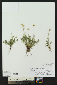 Erigeron flagellaris image
