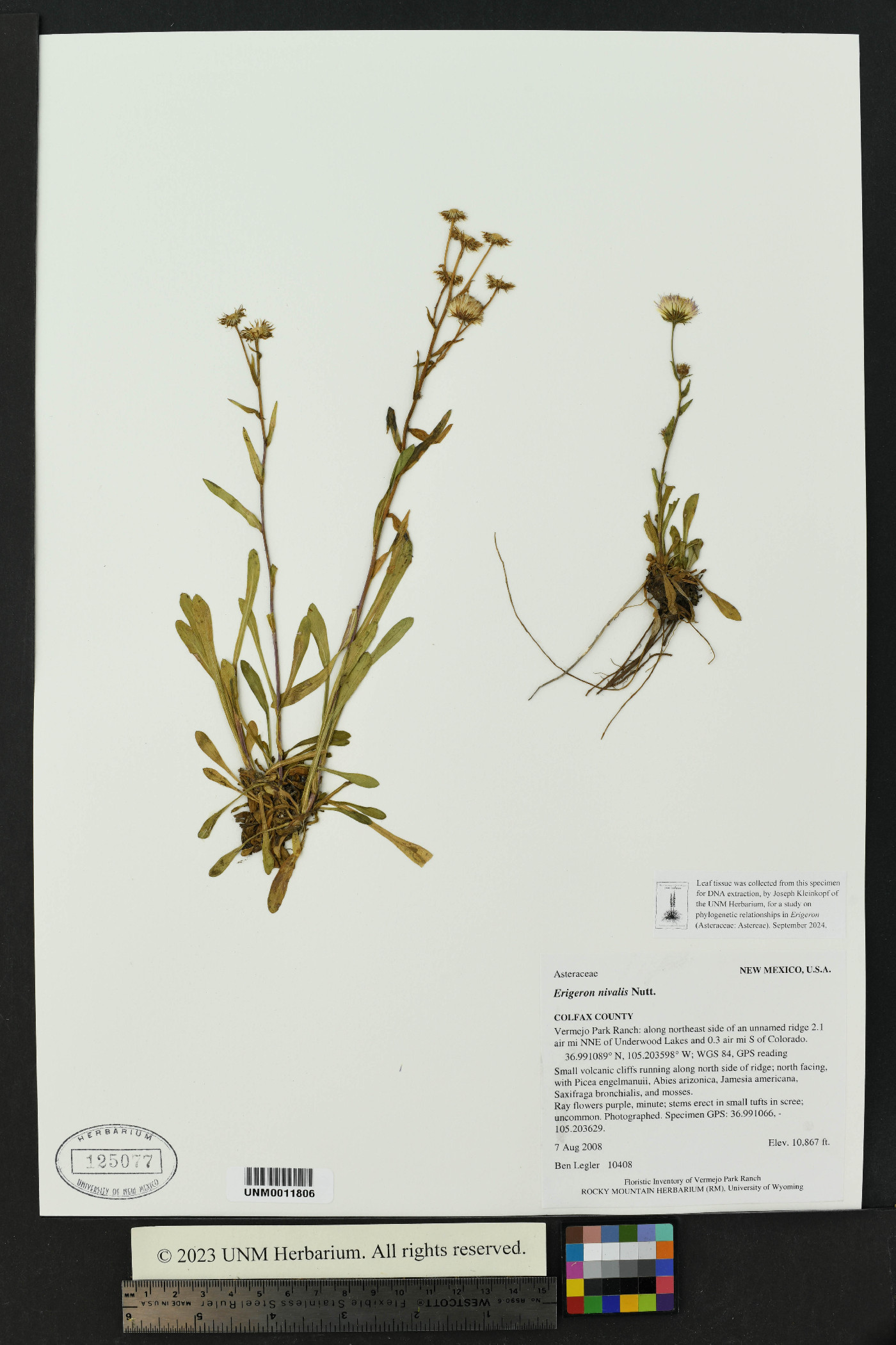 Erigeron nivalis image