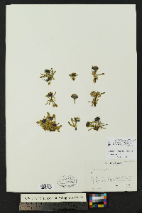 Erigeron muirii image