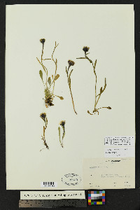 Erigeron muirii image