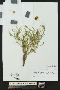 Gaillardia multiceps image