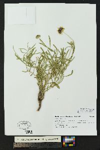 Gaillardia multiceps image