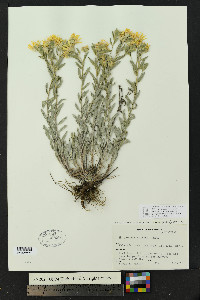 Heterotheca villosa var. villosa image