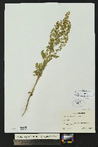 Hedosyne ambrosiifolia image