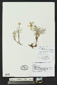 Packera cliffordii image