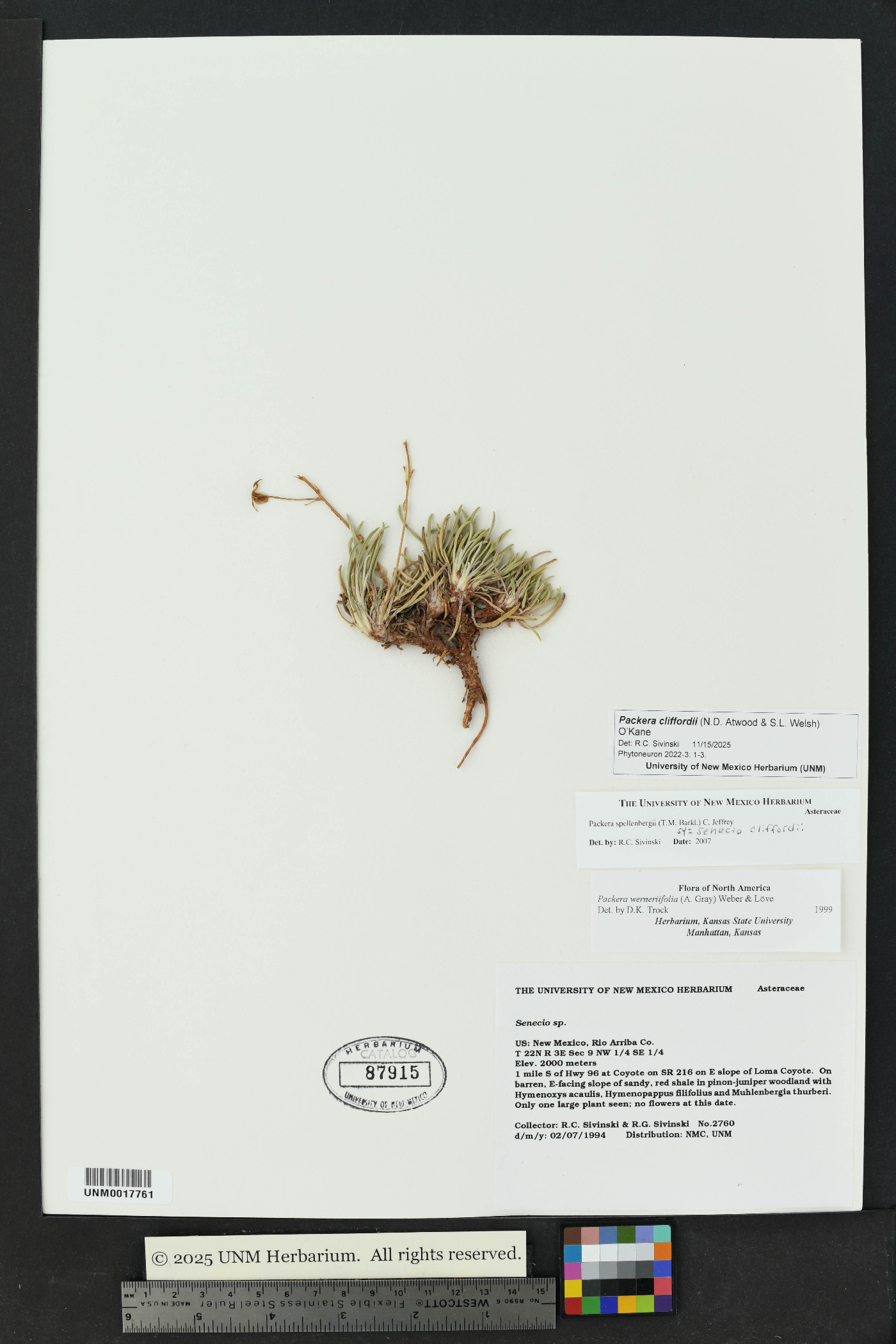 Packera cliffordii image