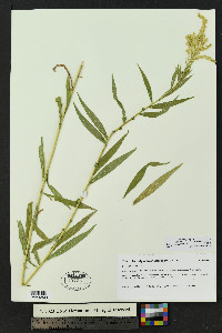 Solidago lepida image