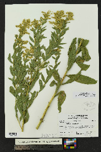 Solidago lepida var. salebrosa image