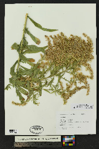 Solidago lepida var. salebrosa image