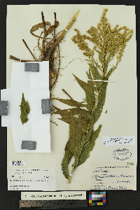Solidago altissima subsp. gilvocanescens image