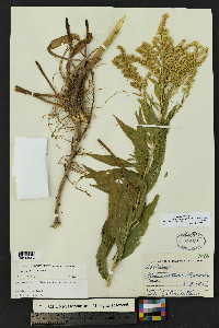 Solidago altissima subsp. gilvocanescens image