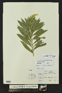 Solidago altissima subsp. gilvocanescens image