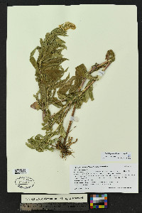 Solidago velutina image