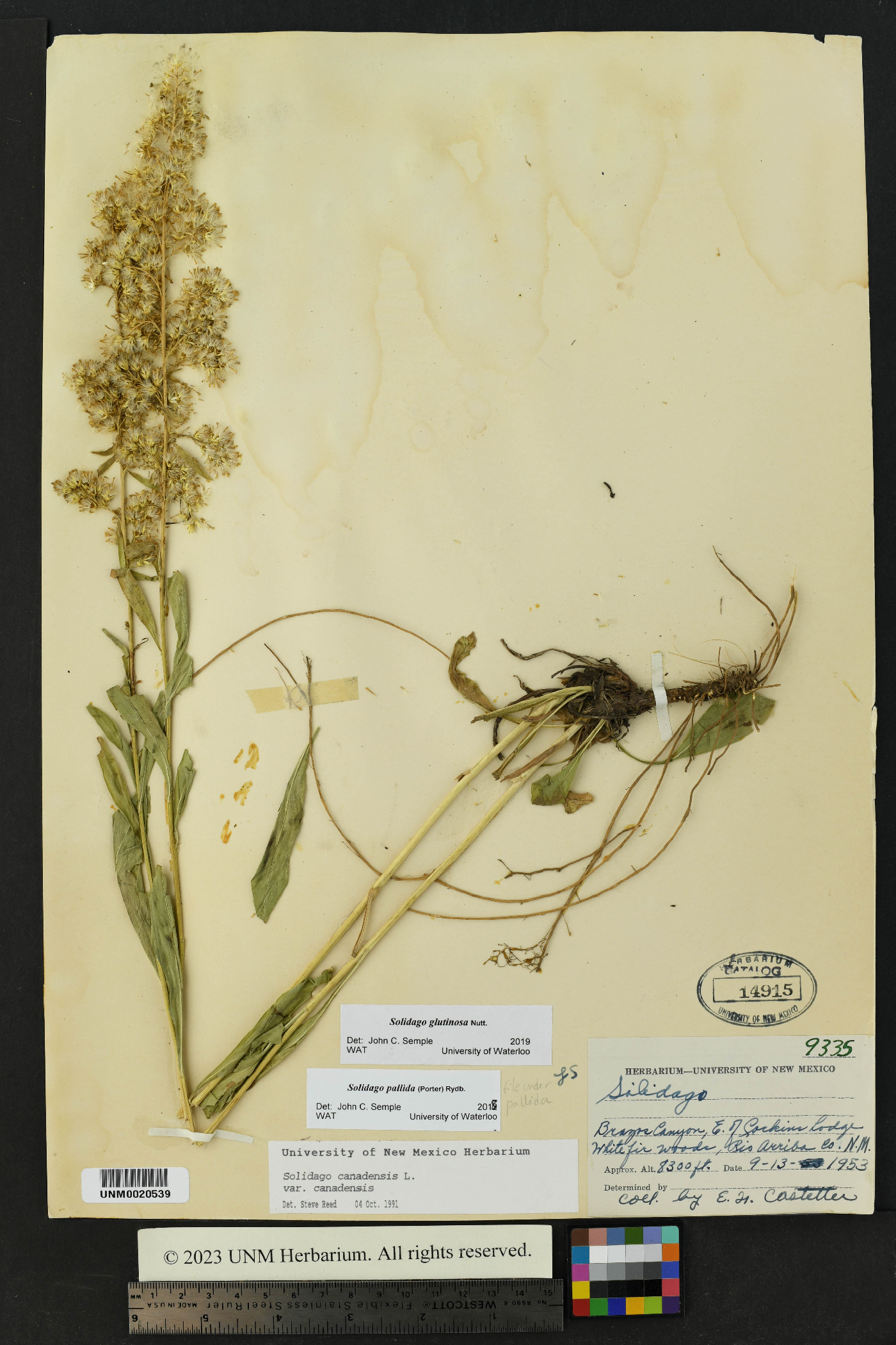 Solidago pallida image
