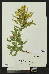 Solidago lepida var. salebrosa image