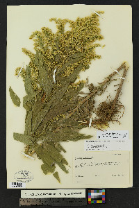 Solidago altissima subsp. gilvocanescens image