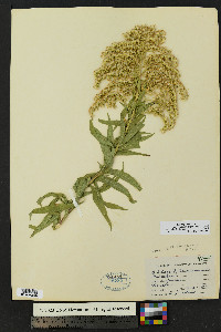 Solidago lepida image