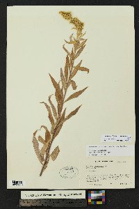 Solidago lepida image