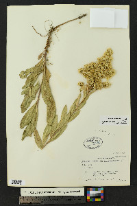 Solidago mollis image