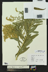 Solidago lepida var. salebrosa image