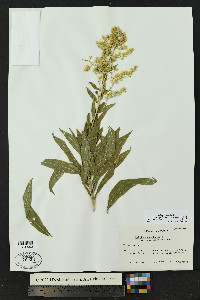 Solidago lepida var. salebrosa image