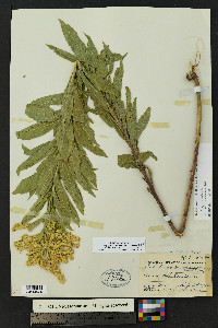 Solidago altissima subsp. gilvocanescens image