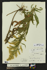 Solidago lepida var. salebrosa image