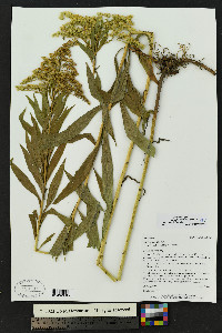 Solidago lepida var. salebrosa image