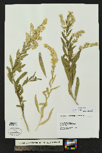 Solidago velutina image