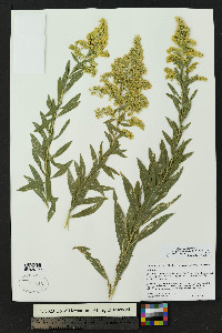 Solidago altissima subsp. gilvocanescens image