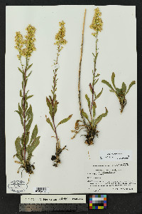 Solidago simplex var. simplex image