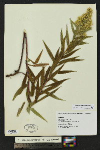 Solidago lepida image