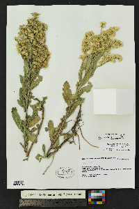 Solidago mollis image