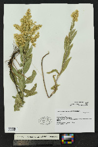 Solidago mollis image