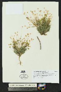 Thymophylla pentachaeta var. belenidium image