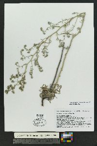 Antiphytum floribundum image