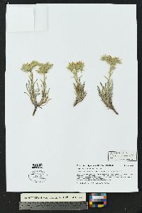 Oreocarya worthingtonii image