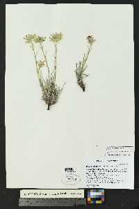 Oreocarya worthingtonii image