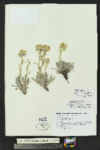 Oreocarya paysonii image