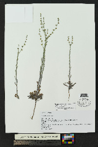 Lappula heterosperma image