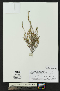Lappula heterosperma image
