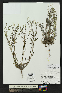 Lappula heterosperma image