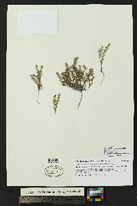 Lappula heterosperma image
