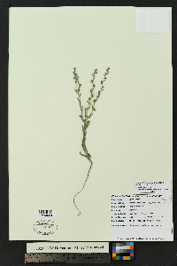 Lappula heterosperma image