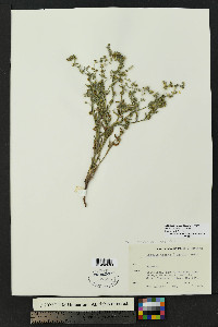 Lappula heterosperma image