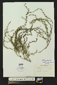 Lappula heterosperma image