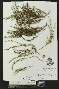 Lappula heterosperma image