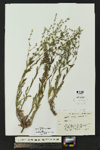 Lappula heterosperma image